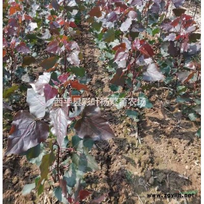 供应中华红叶杨