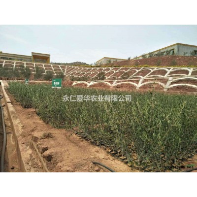 杯装蓝花楹小苗