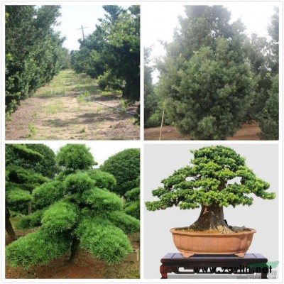 20公分造型罗汉松