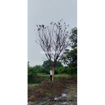 江苏供应大量优质朴树 30公分