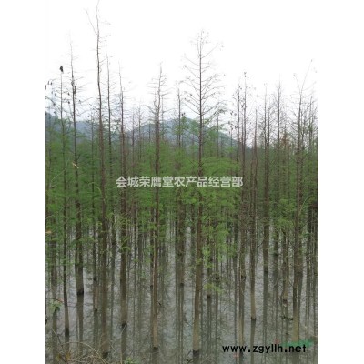 广东地区供应落羽杉地苗、袋苗