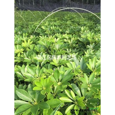 四川成都供应天竺桂5-----25公分