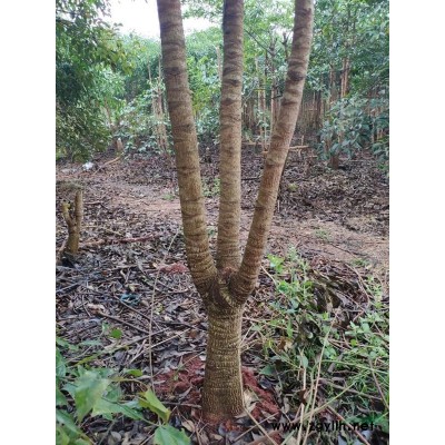 8-12公分幌伞枫大量价格电议