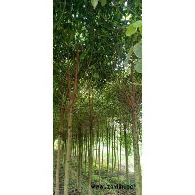 广西地区供应5～14公分秋风