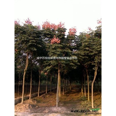 大量供应湖北刚竹