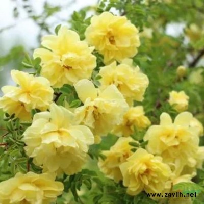 常年批发大小规格金镶玉竹 早园竹 黄金竹 紫竹 刚竹 快递*