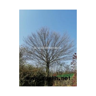 大量朴树、香樟供应