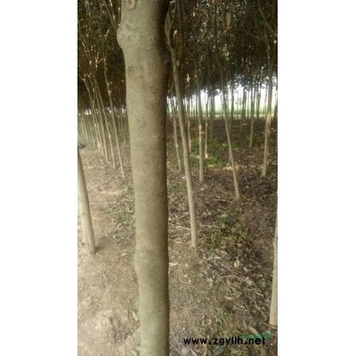 河南商丘地区大叶女贞10公分以上几千株