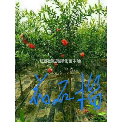 大小规格40-60公分冠幅卫矛球 江苏卫矛球 价格基地