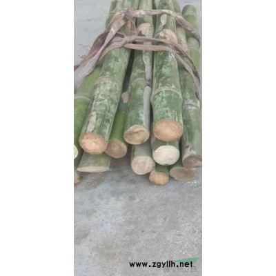 实心竹，龙血金丝竹，棕竹