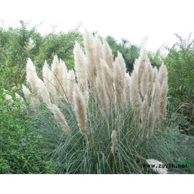 浙江地区湿地松