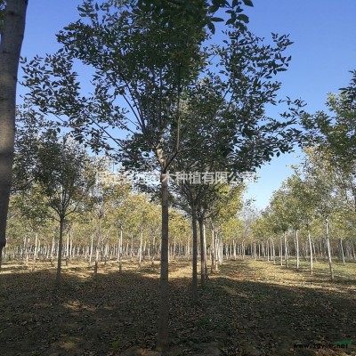 华北榆树金叶榆金叶垂榆主产地在哪基地市场报价