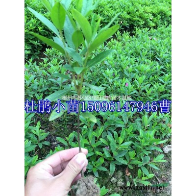 郴州竹子价格，郴州竹子什么价格、郴州恒旺告诉你