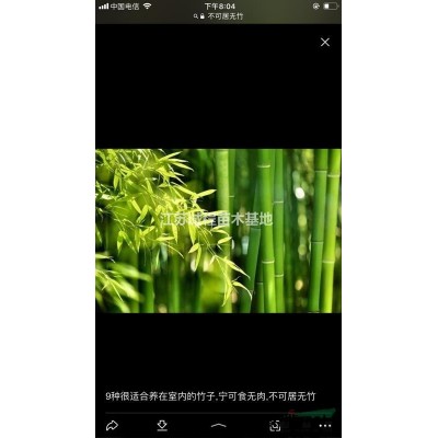 2公分青皮竹苗批发基地