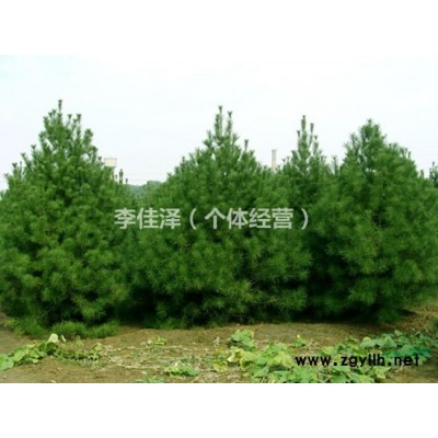自家培育地径20cm-30cm白皮松