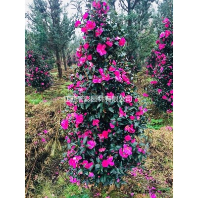 “湘西红”紫薇绽放粉色系浪漫 江西新品种紫薇研发湘西红紫高度20-40公分薇价格