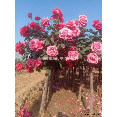 河南南阳树状月季行情报价/河南树状月季图片展示