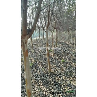大量供应20一50朴树