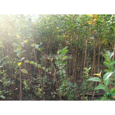 竹子直销凤尾竹、早园竹、慈孝竹、茶杆竹、翠竹、菲白竹、龟甲竹