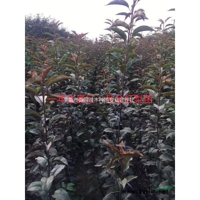 出1年生多年生售皇冠梨苗1到5公分