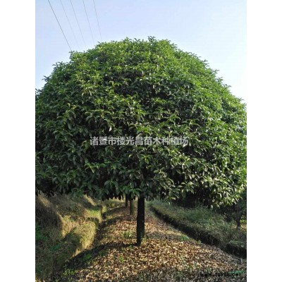 精品南方红豆杉 （高度：4-7米 ）