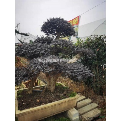 石榴，石榴价格，石榴信息