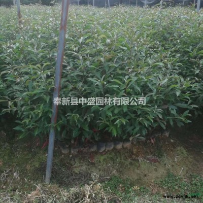 10公分枫香批发、12公分枫香厂家价格、15公分枫香大量供应