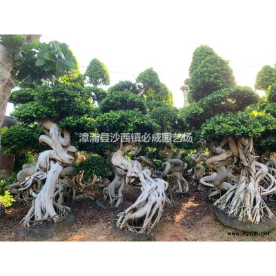 附石头根造型小叶榕，高度2.2-3.0米，产地福建漳州