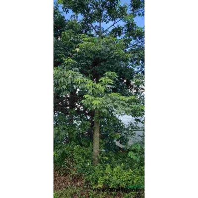 凤凰木15-25公分