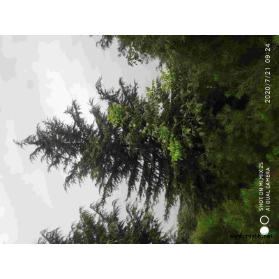 侧柏，2米以上侧柏，柏树，侧柏价格