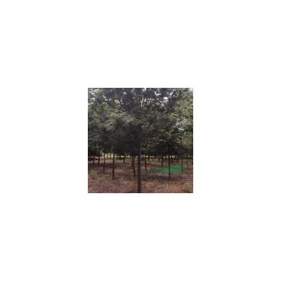 江苏镇江乌桕低价销售/江苏乌桕价格优惠