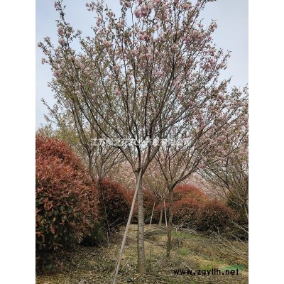 15公分1.5米高分枝日本晚樱