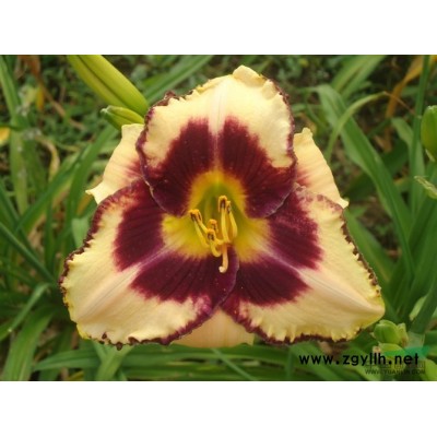 北美海棠接穗|北美海棠接穗价格