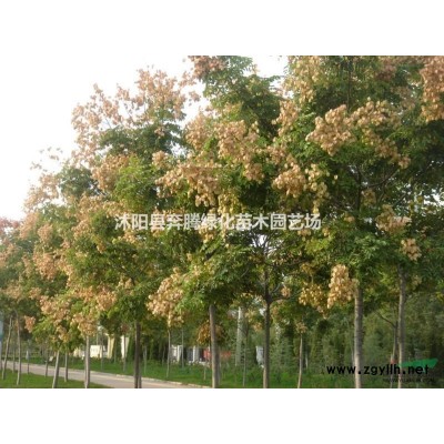 乌桕价格_乌桕图片_乌桕产地_乌桕绿化苗木苗圃基地