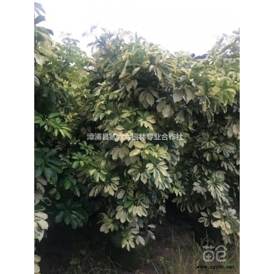 黄花龙船花30-40 8元行情报价/黄花龙船花30-40 8元图片展示