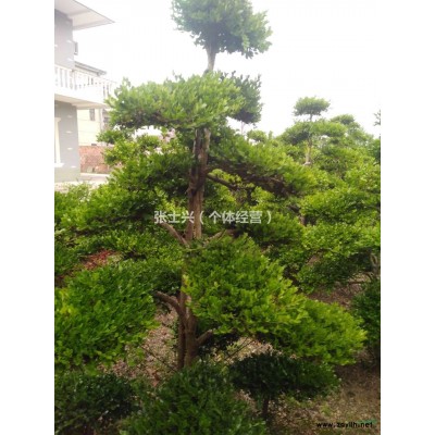 供应大量造型黄杨