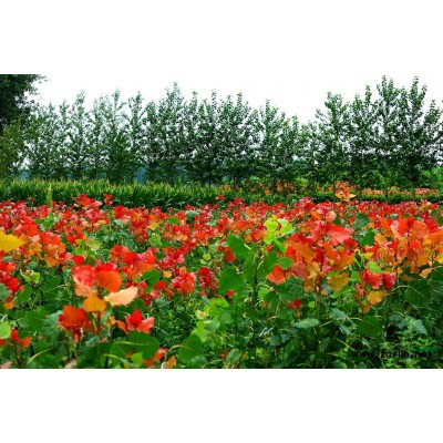 能耐寒冷的树种冠红杨