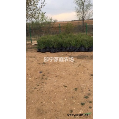 3年生容器杯侧柏苗