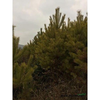 出售自家定植红松樟子松云杉