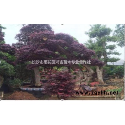 红花继木造型桩