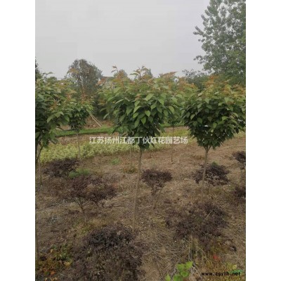 江苏小叶黄杨介绍