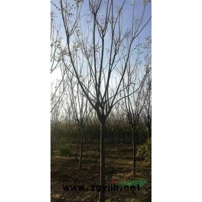 榉树，大小规格多有