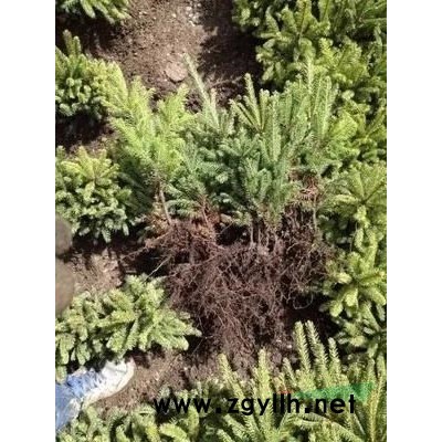 青海云杉苗价格