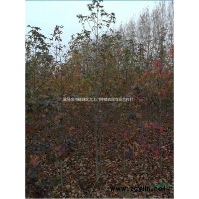 8---13公分速生国槐海量供应，价格美丽