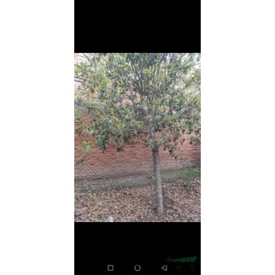 低价急售：自家种植嫁接高杆桂花树胸径12-15公分树冠3-4