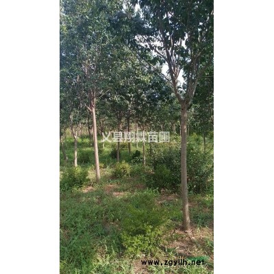 锦州地区供应5公分富贵王子海棠