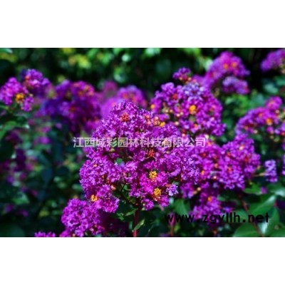 江西黄金女贞价格 2022年女贞新品种四季观叶可用于庭院丛植色块、绿篱