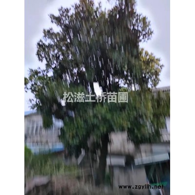 出售中华蚊母、红叶石楠、金森女贞、红继木等色块