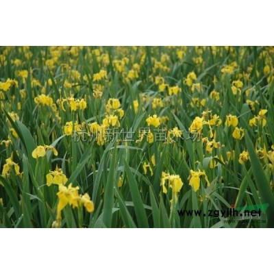 浙江紫竹*新报价/紫竹图片