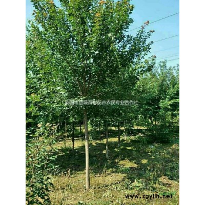 河北西府海棠批发供应/西府海棠报价/四公分西府海棠